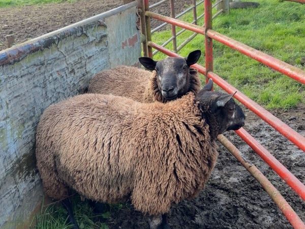 Blue Texal Ram Lambs - Main image