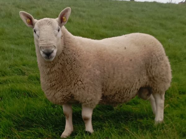 North Country Cheviot ram - Main image