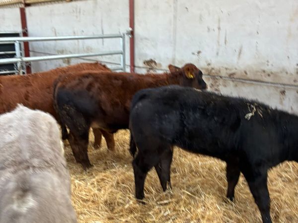 Lim and Charolais heifers - Main image