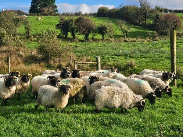 Old ewes mayo mountain - Main image