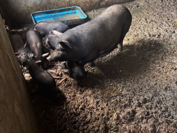 Pigs - Main image