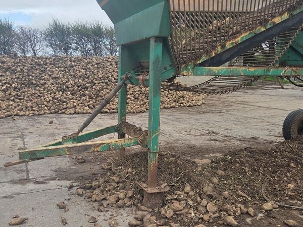 Fodder beet - Main image
