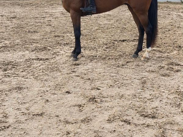 Quiet horse - Main image