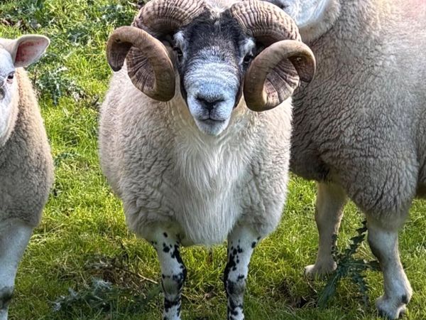 Strong well bred 3 year old Lanark tup - Main image