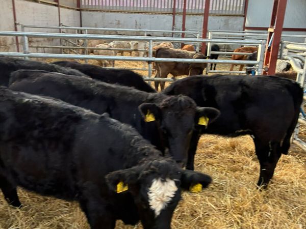 Lim and sim heifers - Main image