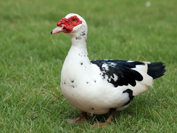 Muscovy Ducks - Main image