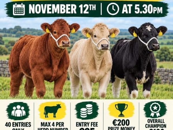 Gort Mart: Thurs 12th Nov: Haltered Hfr Show Sale - Main image