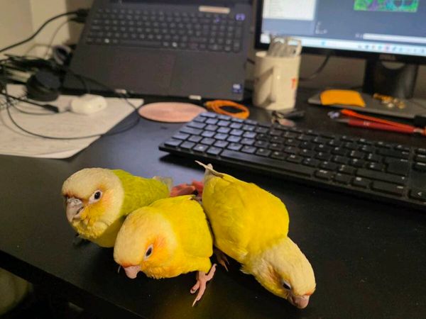 Sun Cheek Conures - Main image