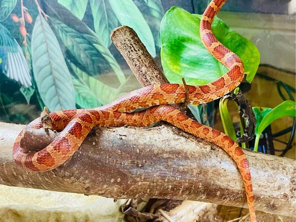 Reptiles for sale - Main image