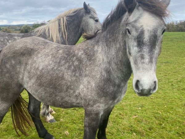 Pony - Main image