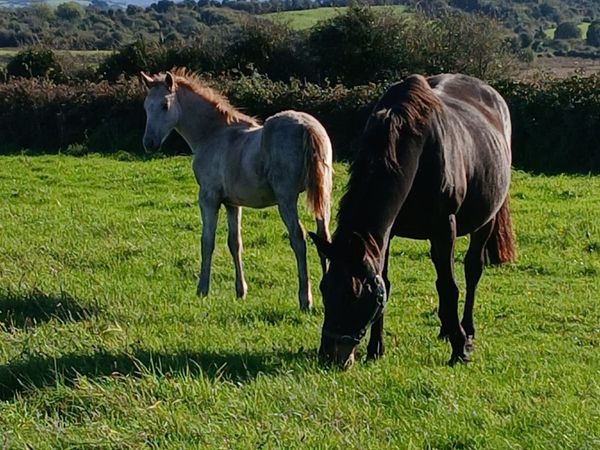 Colt Foal - Main image