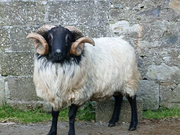 Mayo shearling ram and ewe lambs - Main image