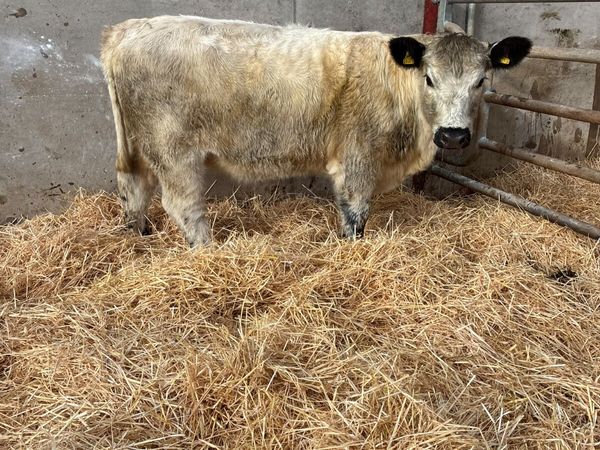 Cow maker - Main image