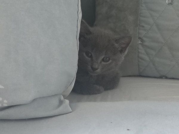 Kittens - Main image