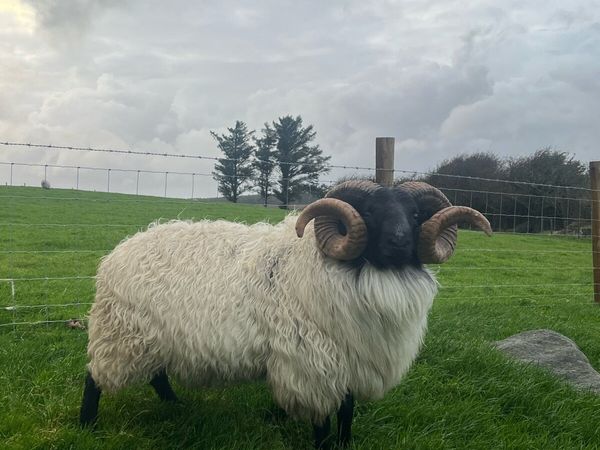 Blackface Aged Rams - Main image