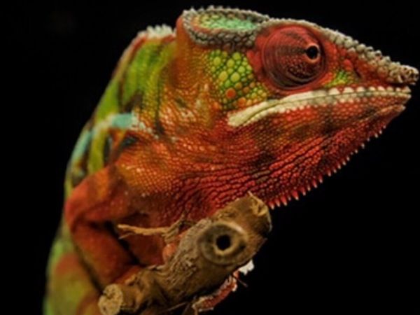 Chameleon Pantera - Main image