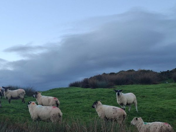 Hogget ewes - Main image