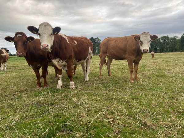 Incalf heifers and heifers with calves at foot - Main image