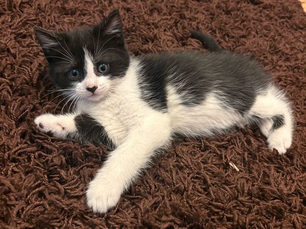 Female Kitten - Main image