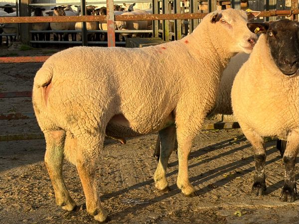 Super Registered Charolais Hogget Ram - Main image