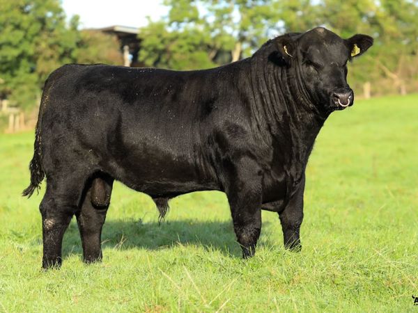 Aberdeen Angus - Main image