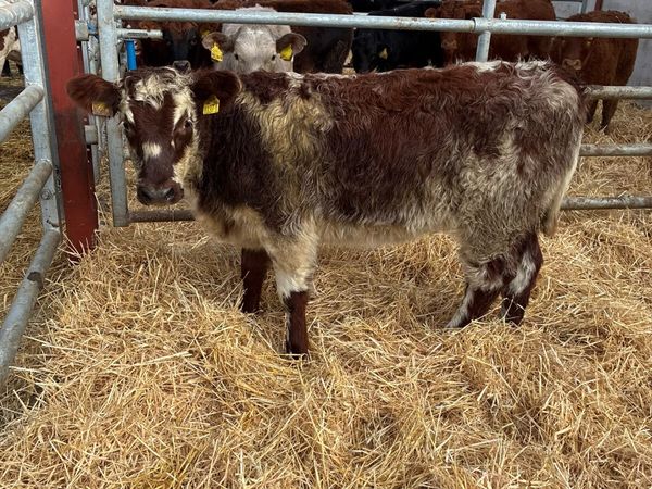 Roaned beef shorthorn heifer - Main image