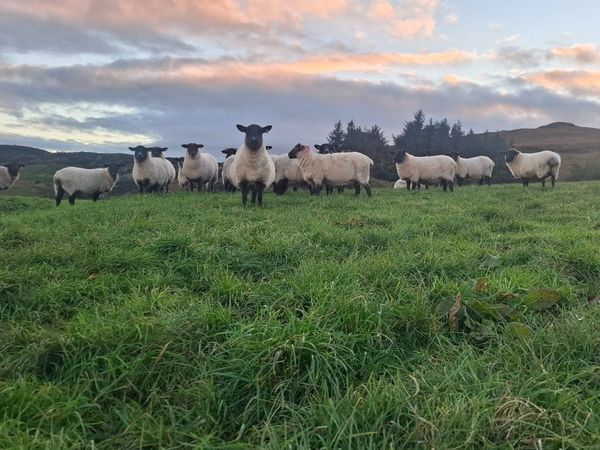 Quality breeding Ewes - Main image