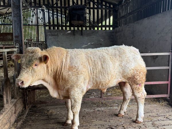 Pedigree Charolais bulls - Main image