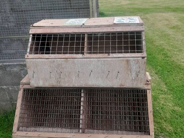 Bird travelling boxes - Main image