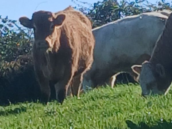Cattle - Main image