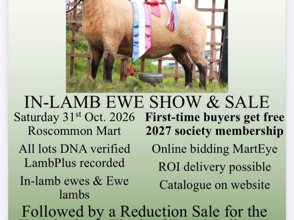 Sheep - Main image