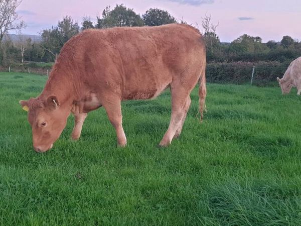 Organic in-calf heifers - Gort Mart 5th Nov - Main image