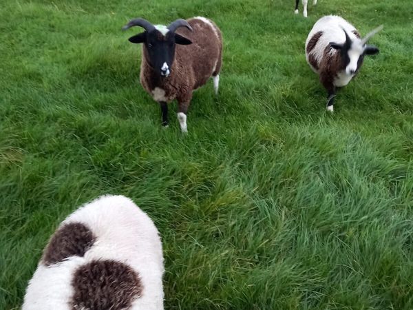 Pedigree Jacob sheep - Main image