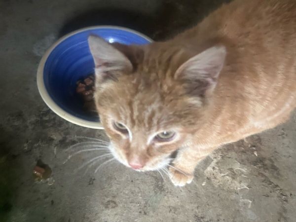 kitten to Good Home - Main image