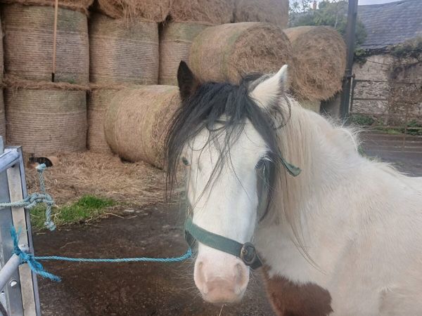 Gelding Pony - Main image