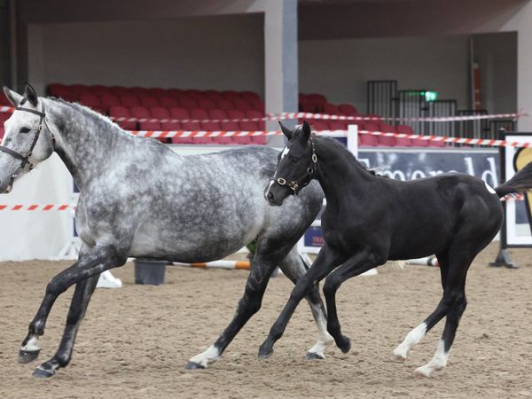 Broodmare Balou du Rouet in foal to Jorado - Main image