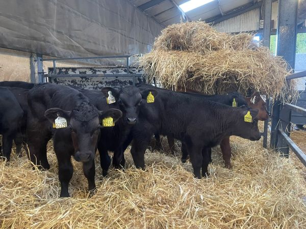14 Proper Aberdeen Angus bull calves for sale - Main image