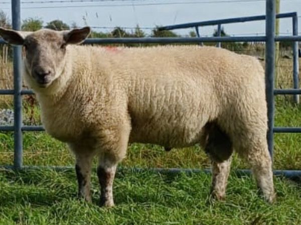 Texel Ram - Main image