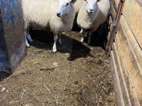 4 organic cross breed hoggets - Main image