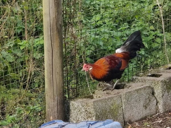 Jungle fowl - Main image