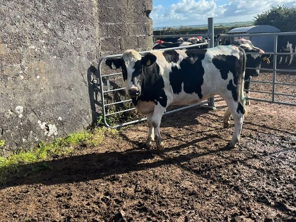 4 Spring Born 2025 Heifers - Main image