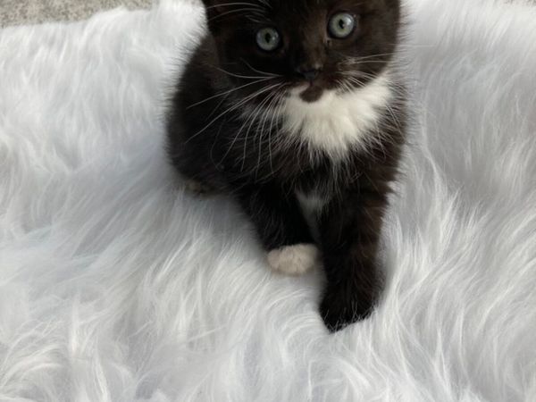 British longhair mix kitten - Main image