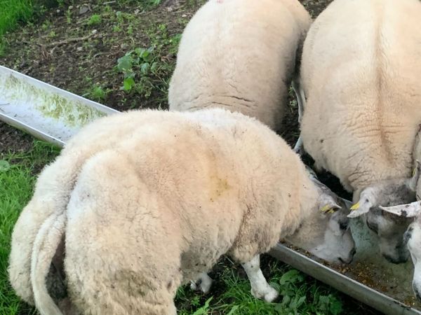 Pedigree Beltex rams for Sale - Main image
