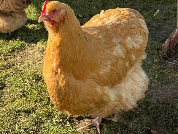 Buff Orpington’s , Indian Runners and Roosters - Main image