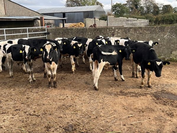 British Frisian bulls - Main image