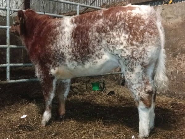 Weanling heifers by Iz priceless and slieve pablo - Main image