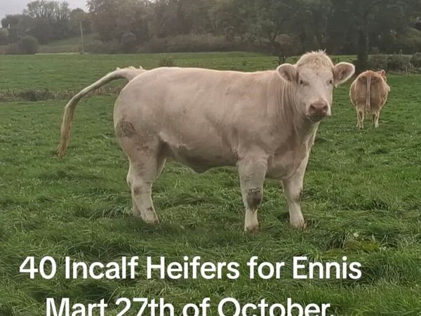 40 Incalf Heifers For Ennis Mart 27th October - Main image