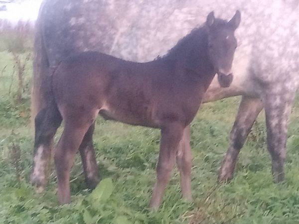 Irish draught mare and foal - Main image