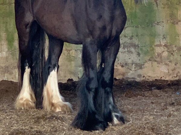 14.1 cob mare - Main image
