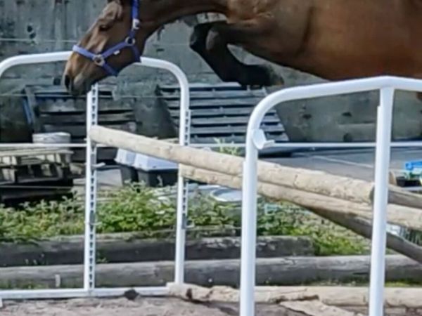 Lagans OBOS Broodmare in foal - Main image
